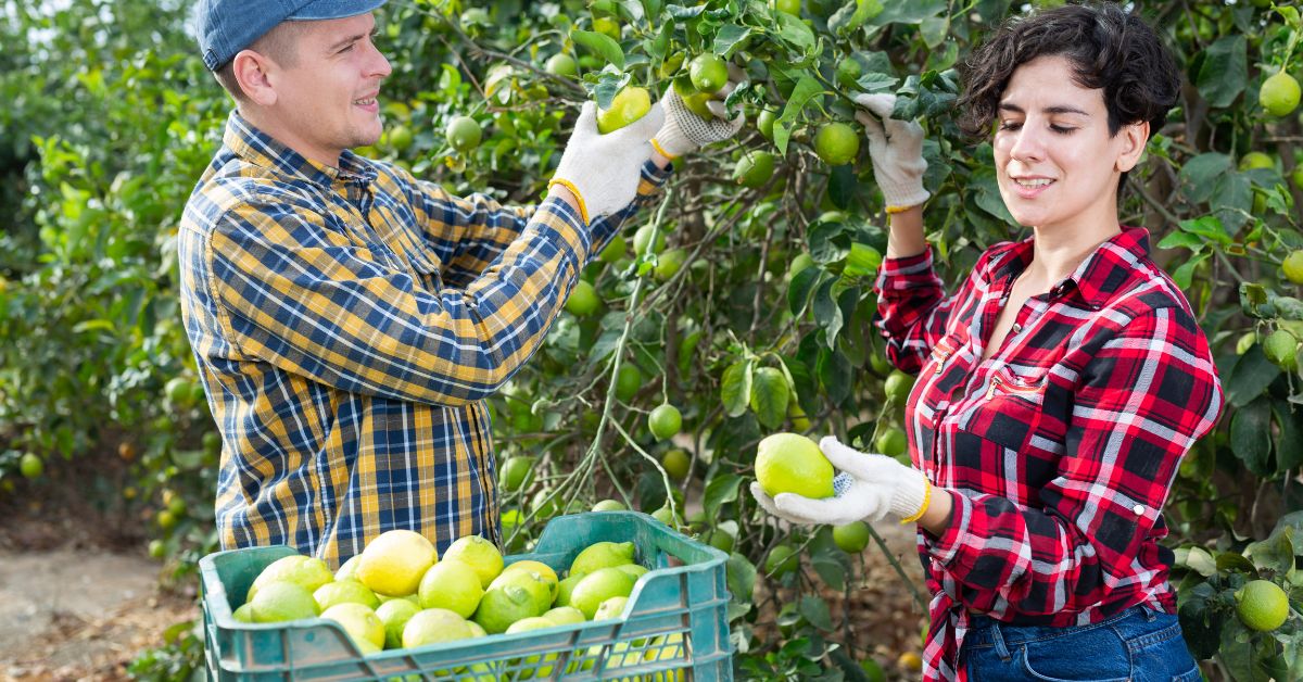 Fruit Farm Worker Jobs in Canada
